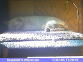 Cathouse Office Cam