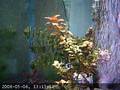 Live Fish Cam
