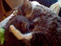 Sultanfus and Guy's Kitty Kam