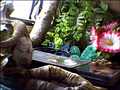 Flicks Lizard Cam