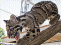 Clouded Leopards Cam