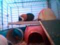 Live Guinea Pig Webcam Live Guinea Pig Webcam