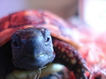 The Tortoise Cam