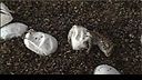 Bearded Dragon Cam