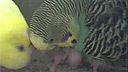 Budgie Cam