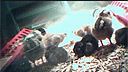 Chick Hatchery