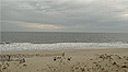 Brave New World Surfcam