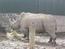 Webcam | Blair Drummond Rhino Cam