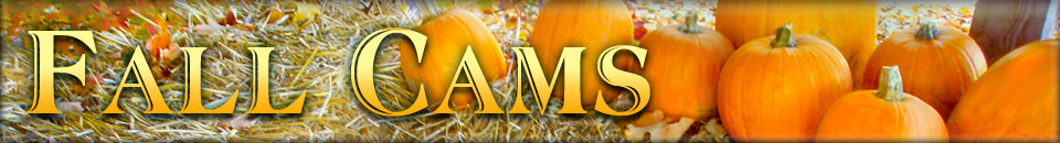 Fall Cams