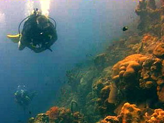 Underwater Webcam Bonaire