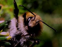 Bee Cam