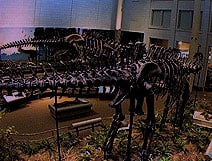 Dinosaurs in Their Time Museum Cam