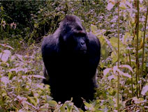 Gorilla Cam