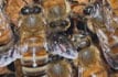 Honey Bees At Work