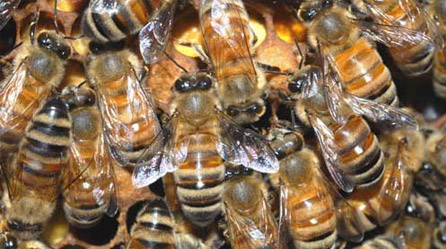 Honey Bees At Work