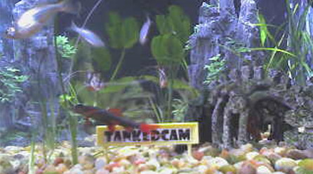 Tanked Cam