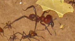 Currie-Lab Ant-Cam