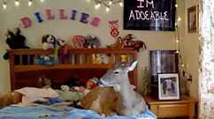 Dillie the House Deer's Bedroom