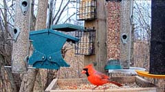 Bird Watching HQ - Bird Cams