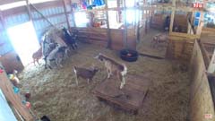 Baby Goat & Live Farm Cams