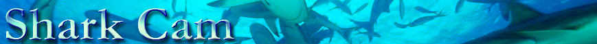 EarthCam - Shark Tank Cam