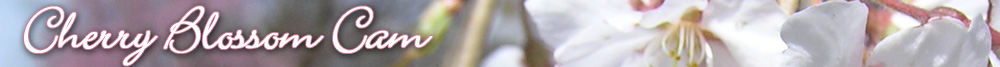 EarthCam - Cherry Blossoms Cam