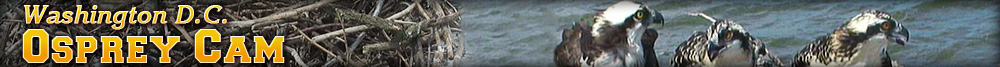 EarthCam - Washington D.C. Osprey Cam