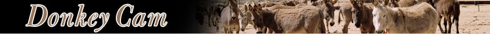 EarthCam - Donkey Cam