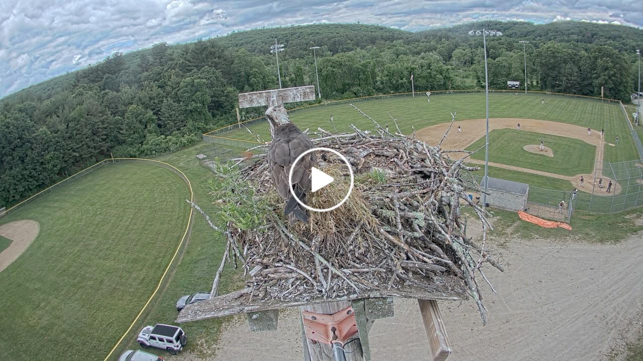 EarthCam - Osprey Cam