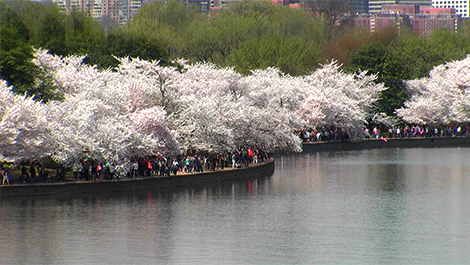 Cherry Blossoms / Tidal Basin - Washington D.C.
