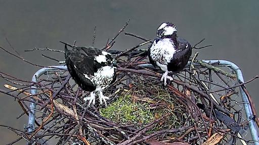 Osprey Cam - Mooresville, NC