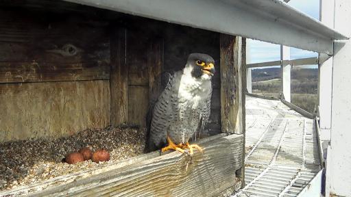 Falcon Cam - Franklin, MO