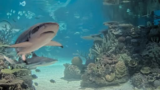 Shark Cam