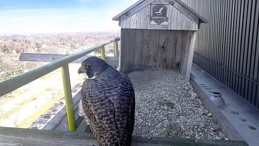 Falcon Cam - Warren, MI