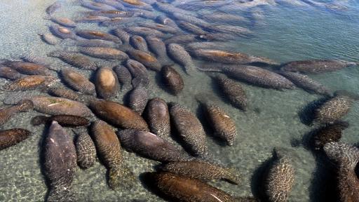 Manatee Lagoon Cam