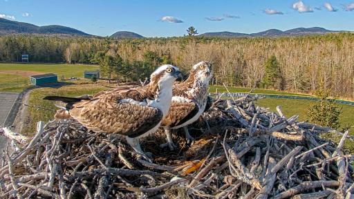 Osprey Cam - Bar Harbor, ME