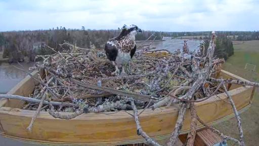 Osprey Cam - Oxford, MA