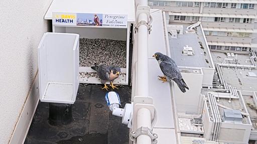 Falcon Cam - Sacramento, CA