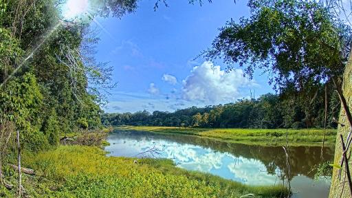 Amazon Rainforest Cam
