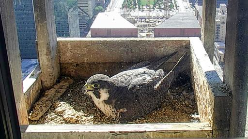 Falcon Cam - Omaha, NE