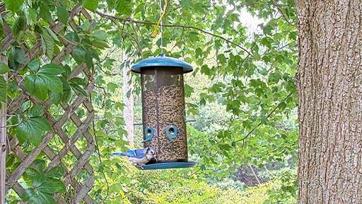 Bird Feeder Cam