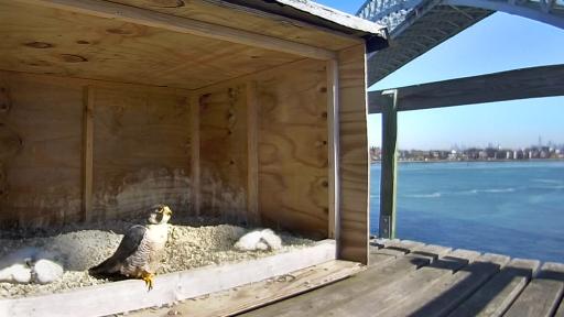 Falcon Cam - Staten Island, NY