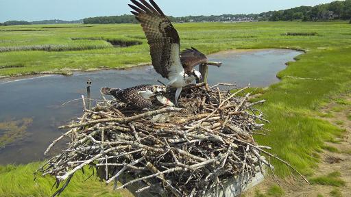 Osprey Cam - Essex, MA