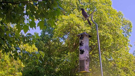 Bird Feeder Cam