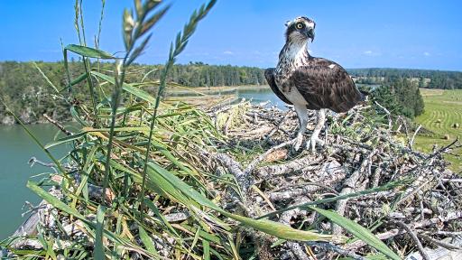 Osprey Cam - Lamoine, ME