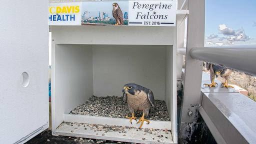 Falcon Cam - Nest View - Sacramento, CA