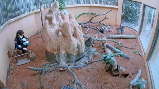 Meerkat Cam