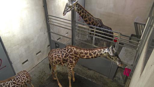 Giraffe Cam Barn