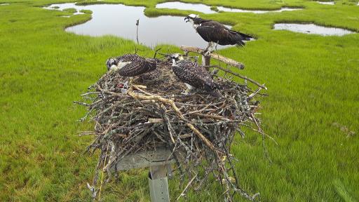 Osprey Cam -  Boston, MA