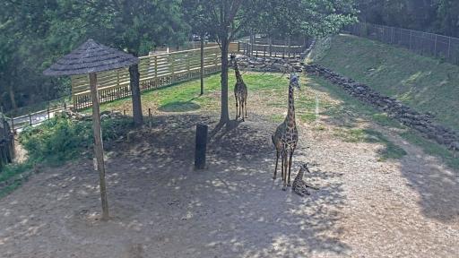 Giraffe Cam Paddock